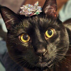 Meet your Posher, Darksparkleanbone